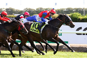 Serena Miss (NZ) looking to further her points in the NZB Filly of the Year Series.